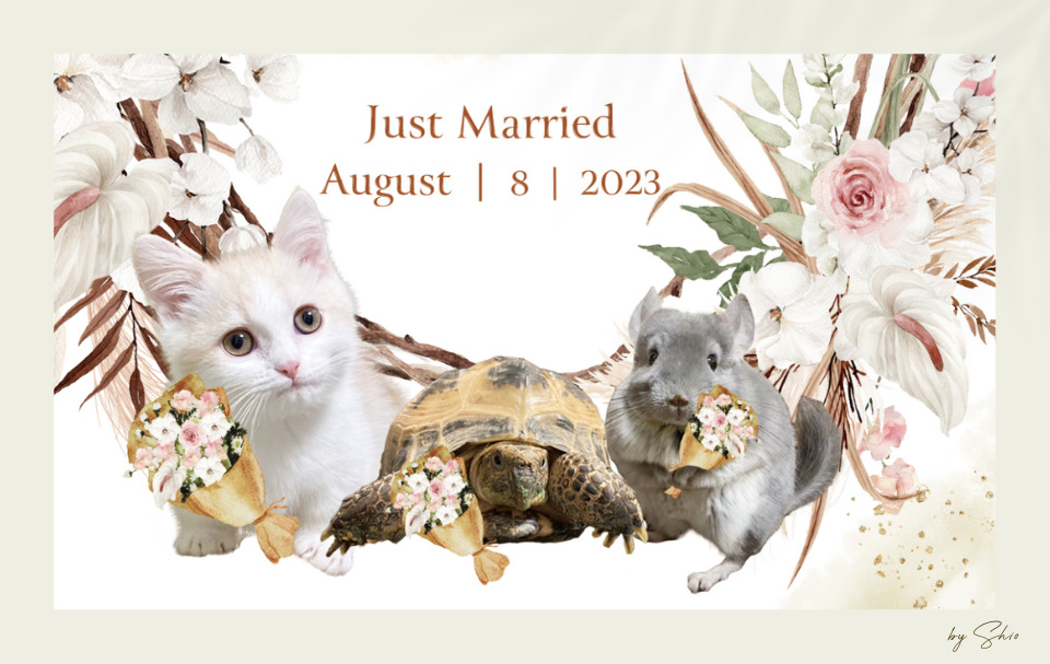 3匹のペット入りアンスリウムの婚姻届のデザインの画像